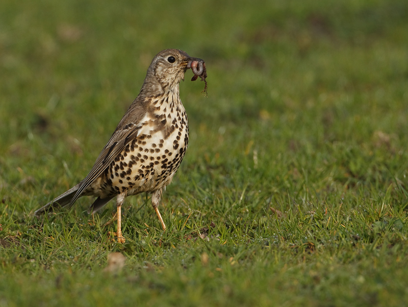 Turdus viscivorus Mistle Thrush Grote Lijster